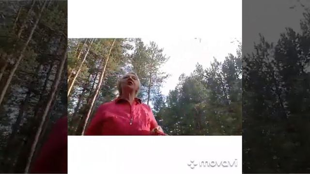 УТРО В СОСНОВОМ ЛЕСУ смотреть онлайн