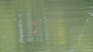 Карась на мормышку с поплавком   самая чувствительная оснастка!