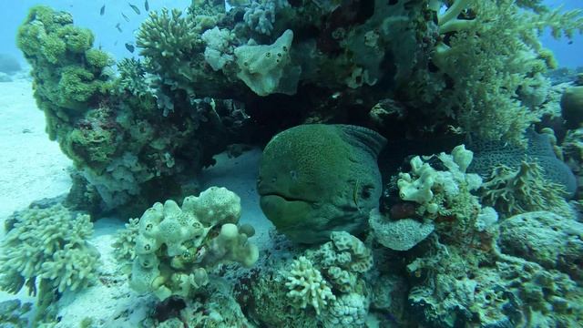 оч страшная мурена раззевает рот