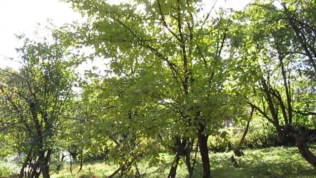 Чёрно-белые сны... смотреть онлайн