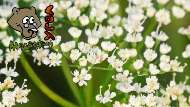 СНЫТЬ - часть 1 (Школа травоведения) смотреть онлайн