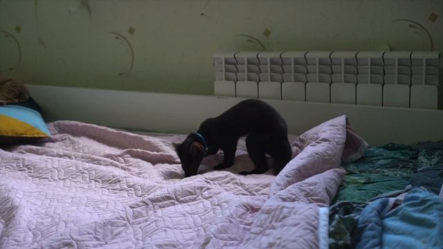 Buddy the sable and tomato домашний соболь Бадди и помидор! смотреть онлайн