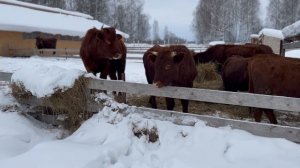 НАЧАЛИСЬ ОКОТЫ на ХОЗЯЙСТВЕ!!! Как КАТУМСКИЕ ОВЦЫ ягнятся ПРЯМО НА МОРОЗЕ!!!