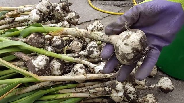 Как копаю чеснок, готовлю к хранению и заплетаю в красивые косы смотреть онлайн