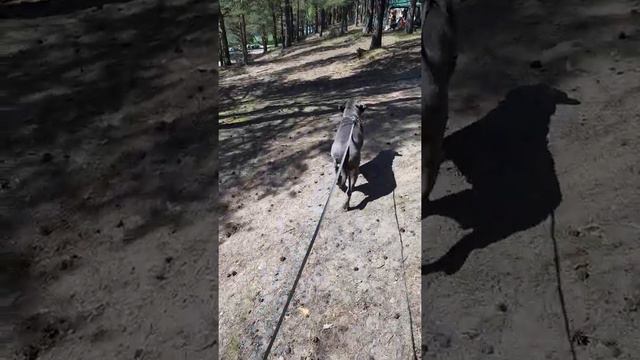 Кане Корсо Ваня. Отдохнули отлично смотреть онлайн