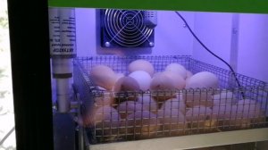 Чем контролировать температуру на яйце во время инкубации?