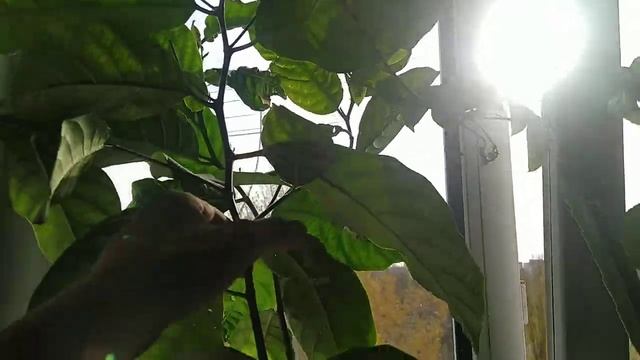 Выращивание джекфрута, питахайи, маракуйи дома смотреть онлайн