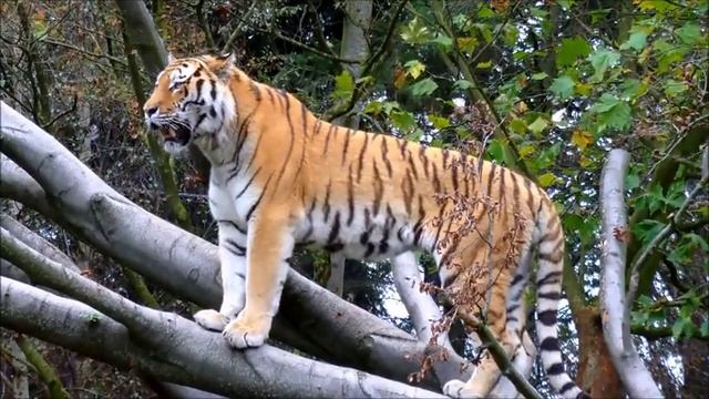 Siberian || Tiger смотреть онлайн