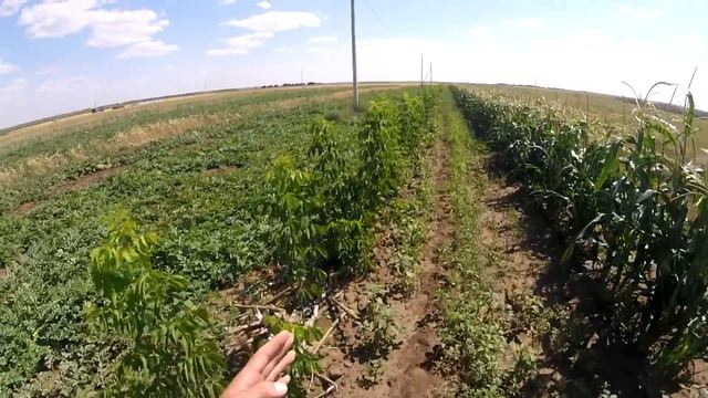 как посадить Защитные лесные насаждения??? смотреть онлайн