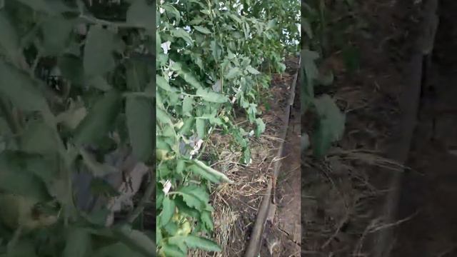 Индийское мясо. Неудачи года смотреть онлайн