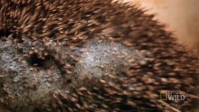 Самые странные животные: Ёж смотреть онлайн