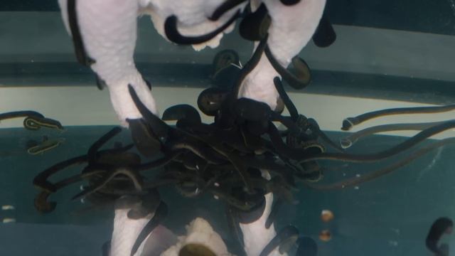 ЧТО ЕСЛИ к 100 ГОЛОДНЫМ ПИЯВКАМ ОПУСТИТЬ КУРИЦУ? смотреть онлайн