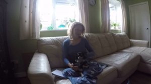 Чихуахуа мой опыт - кормление и уход