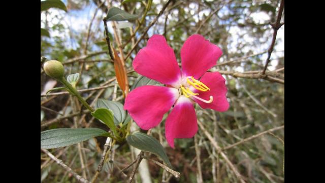 FLORES SIETE CUEROS O MANACÁ para mis amig@s del mundo Dj kikito смотреть онлайн