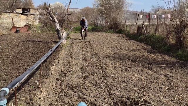 Посадка картофеля весна 2021, когда что-то пошло не так. смотреть онлайн