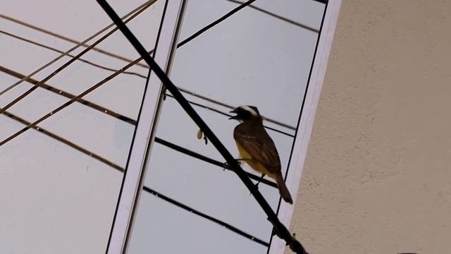 TESTE NIKON COOLPIX P520 - TESTANDO NIKON - NIKON P520 - ZOOM NIKON