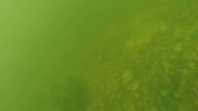 Черный мореный дуб смотреть онлайн