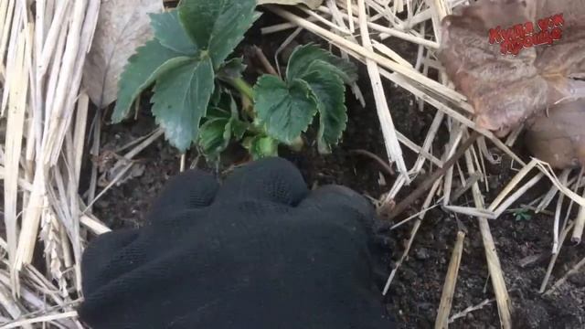 Ухаживаем за клубникой осенью. смотреть онлайн