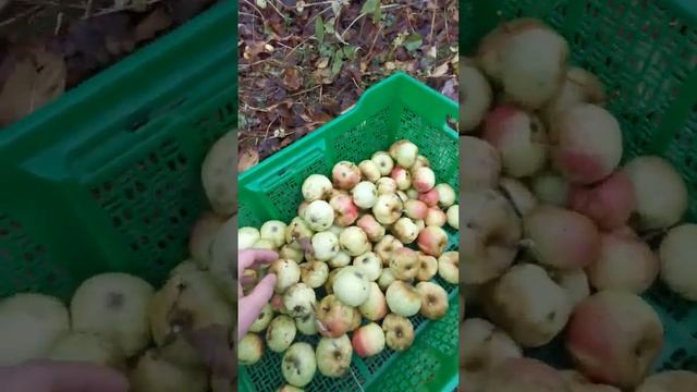 зимнтц сорт яблони без всякого ухода. Предположительно сотр яблони - Богатырь. смотреть онлайн