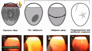 Как определить пол цыпленка?