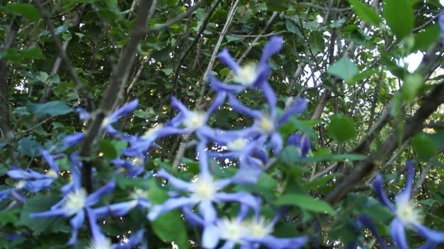 Ответы на ваши вопросы по выращиванию клематисов смотреть онлайн