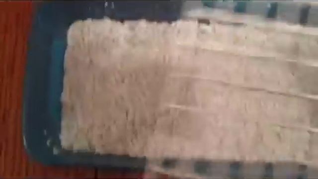 Incubating ball python eggs with perlite смотреть онлайн