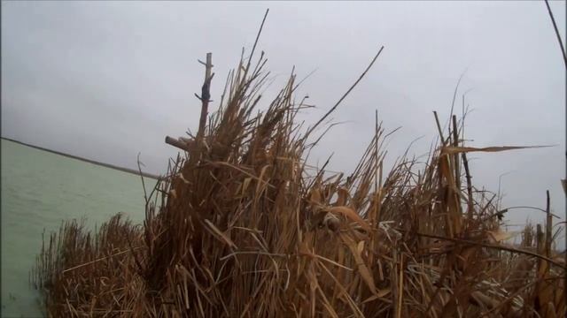 Охота 2019 утка гусь смотреть онлайн