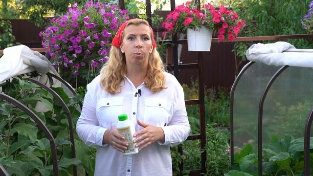 Спасаем баклажаны от болезней смотреть онлайн