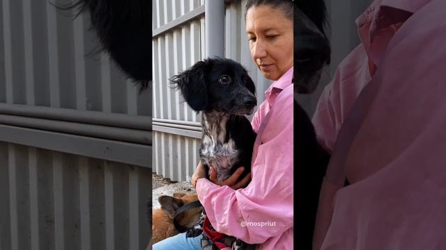 Маленькую Бусинку подарили как вещь и она оказалась ненужным подарком ? Ищем ей дом ? смотреть онлайн