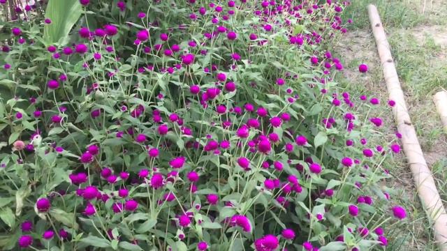 Gomphrena (makhmali phool) смотреть онлайн