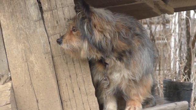 Избавление от тараканов и мышей в доме