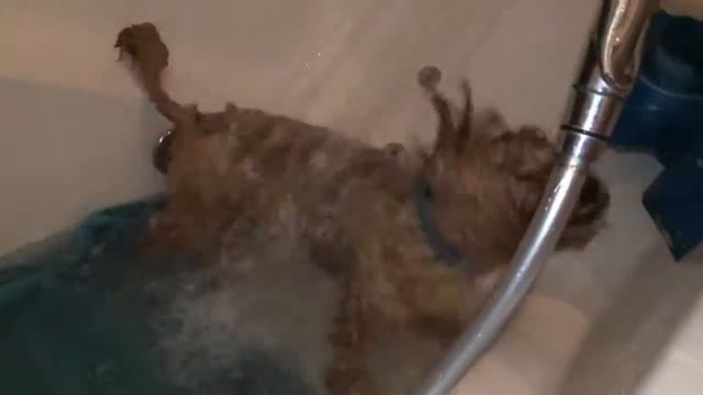 КАК КУПАТЬ ПСОВ смотреть онлайн