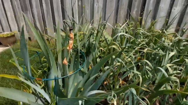 Backyard Garden Tour 2023 #garlicgarden #clematis смотреть онлайн