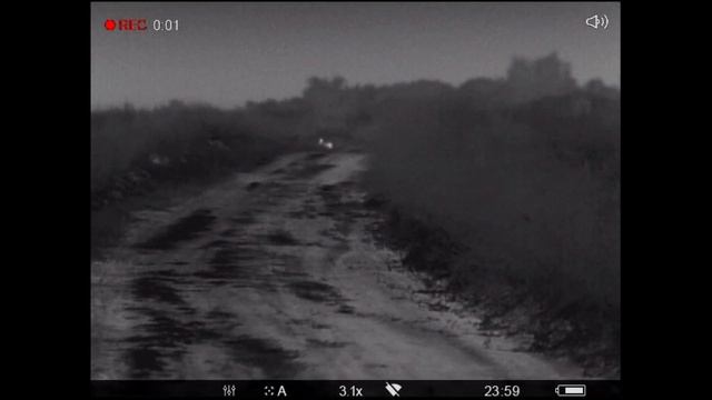 Кабаны на поле и их количество смотреть онлайн