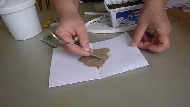 Душица-как посеять и вырастит из семян.Душица выращивание и уход.Ф.№ 1.