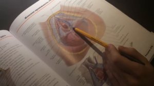 Женские наружные половые органы  Женский мочеиспускательный канал