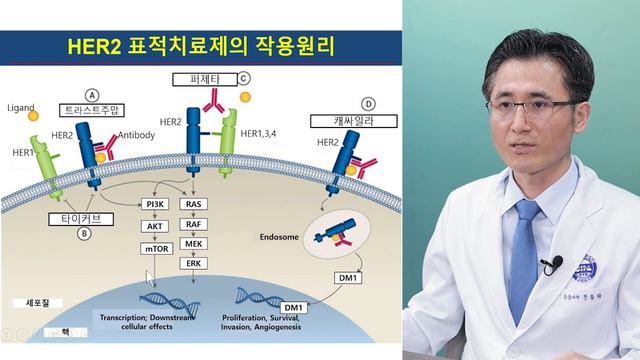 허투양성(HER2 양성) 전이성 유방암, 희망있다. 치료의 정석 I: 기존표준치료제 1부 смотреть онлайн