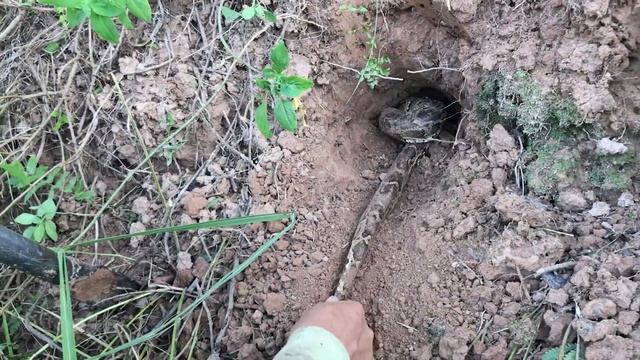Catching A Giant Python | Dig A Cave To Catch Python смотреть онлайн