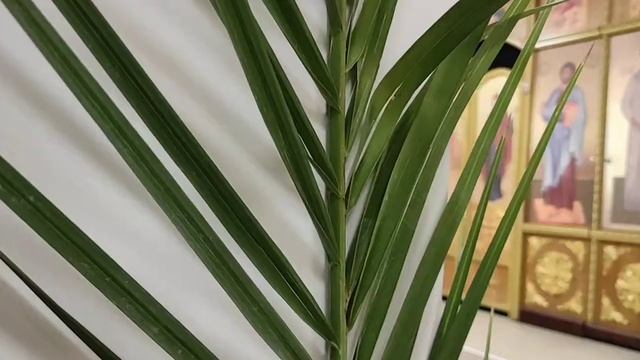 Тропарь, кондак в Неделю Ваий смотреть онлайн