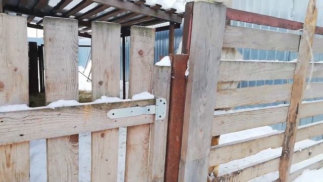 ?Имбридинг среди коз! Что получилось! Папа покрыл дочь!? смотреть онлайн