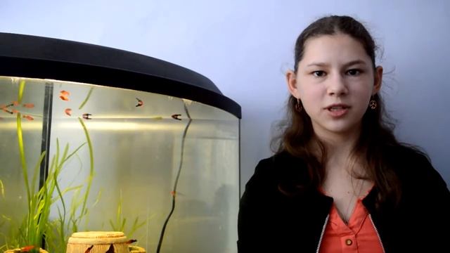 Какой фильтр выбрать для аквариума? смотреть онлайн