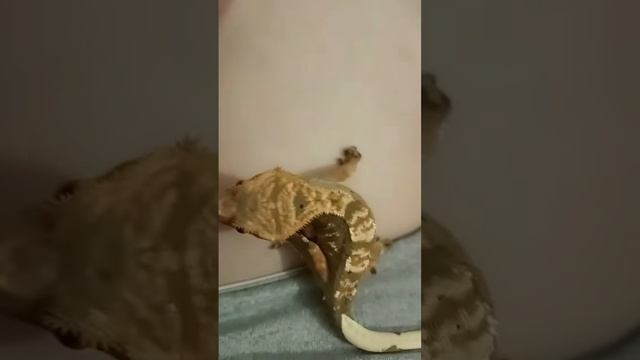 taming Pakunoda? #рептилии #reels #snake #змея #рекомендации #animal #pet #reptile #бананоед смотреть онлайн