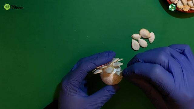 Мастер-класс "Новогодняя игрушка из тыквенных семечек" смотреть онлайн