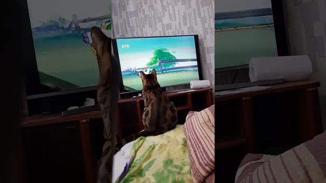 Любимые мультики. Бенгальский кот смотрит смотреть онлайн