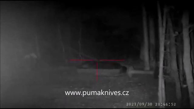 Lov divočáka s NV PARD - hog hunting смотреть онлайн