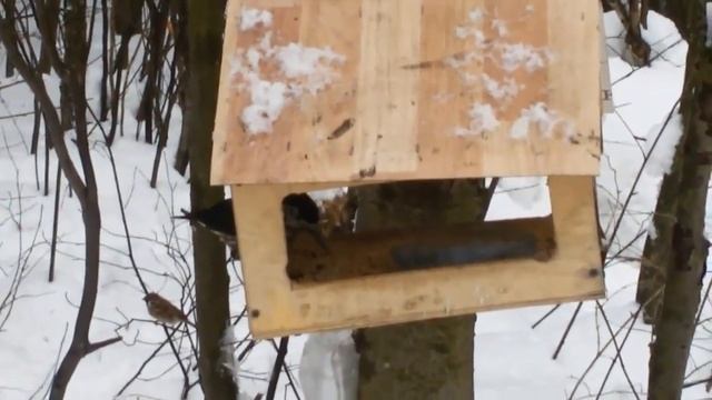 Кедровка Nucifraga caryocatactes (Linnaeus, 1758) - нечастый гость в Ижевске смотреть онлайн