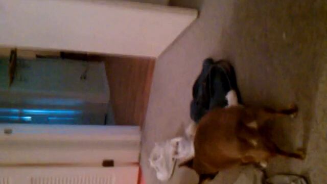 Red rocket dog смотреть онлайн