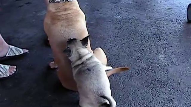 Chihuahua humps pitbull смотреть онлайн