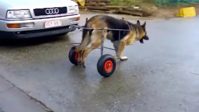 Коляски и протезы для собак смотреть онлайн