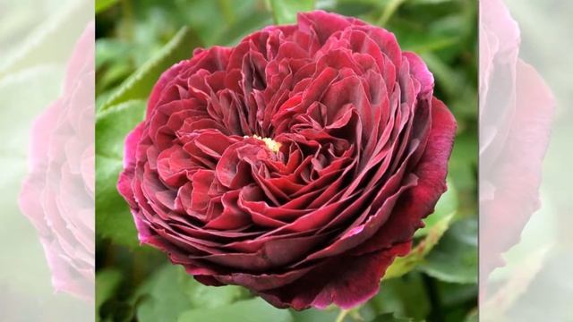The Prince Rose David Austin смотреть онлайн